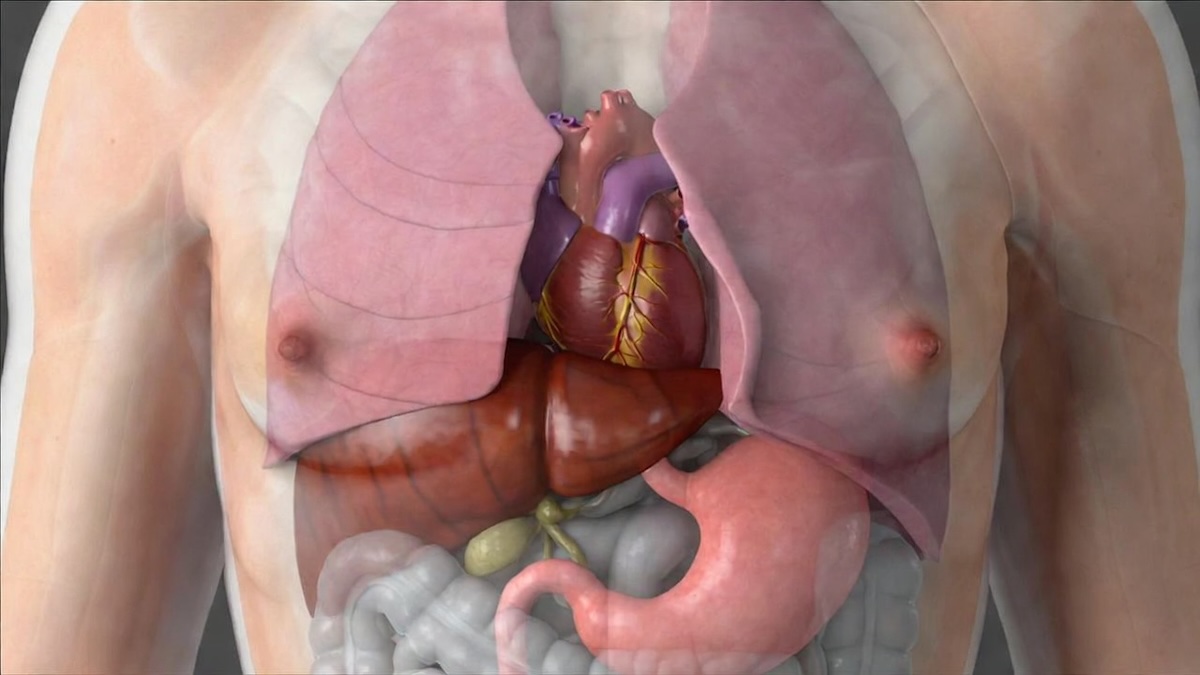 Органы на заказ