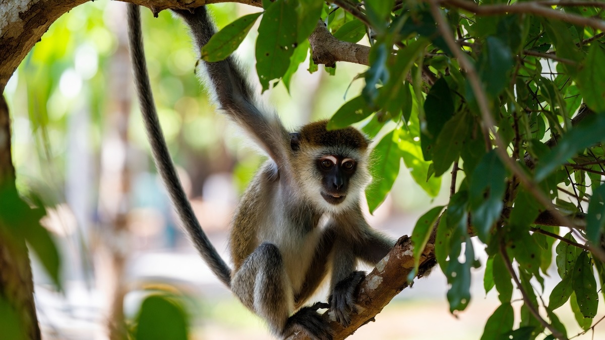 Куда делся хвост